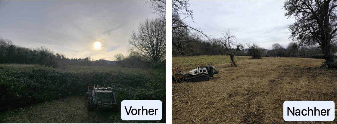 Brombeeren mulchen-vorher-nachher