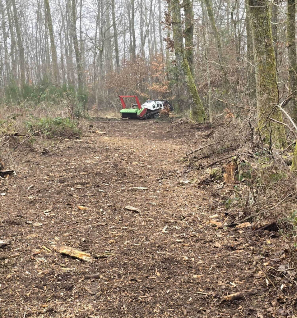 Freigeschnittene Pflanzgasse und Jagdschneise