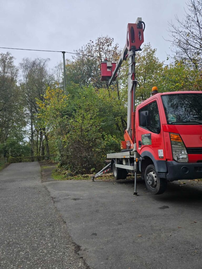 Baumpflege mit Bühne