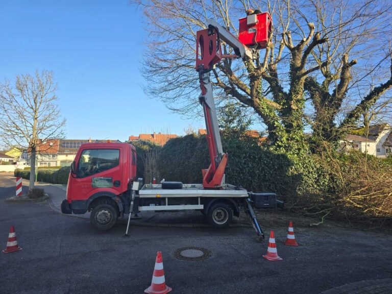 Baumpflege mit Bühne